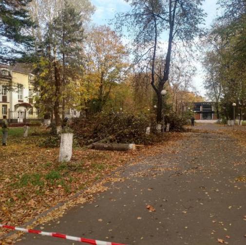 В сквере Камозина в Бежице началась вырубка деревьев