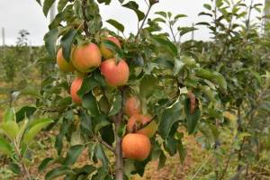 На Брянщине заложили новый яблоневый сад из 2 тысяч деревьев