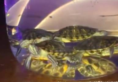 В Брянске посетителей бара шокировал кальян с живыми черепахами