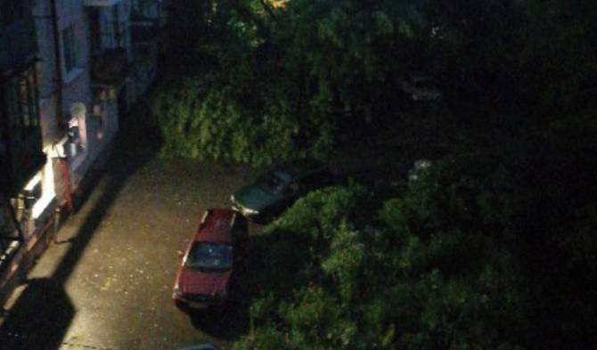 В центре Брянска дерево рухнуло на автомобили