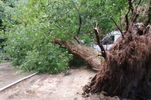 В Брянске у площади Партизан урага с корнем выдернул дерево