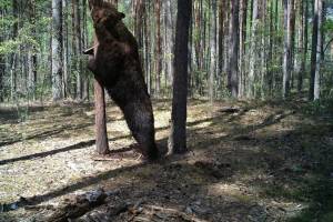 В заповеднике «Брянский лес» фотоловушка поймала медведя на зарядке