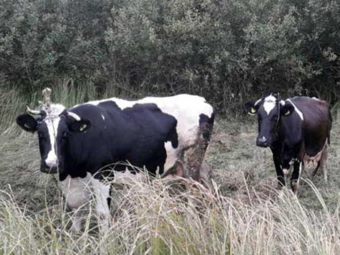 В Дятьковском районе у пенсионерки пропали две коровы