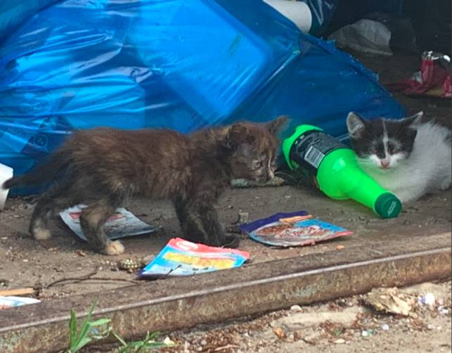 В вырубаемом клинцовском парке останутся без дома трое котят