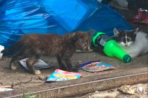 В вырубаемом клинцовском парке останутся без дома трое котят