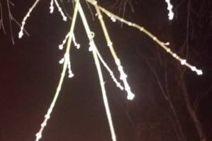 В Брянске в конце января на деревьях распустились почки