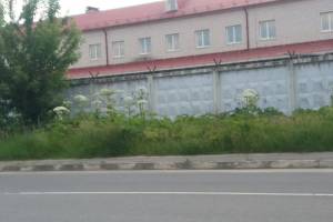 В Брянске на улице Вокзальной обнаружили заросли борщевика