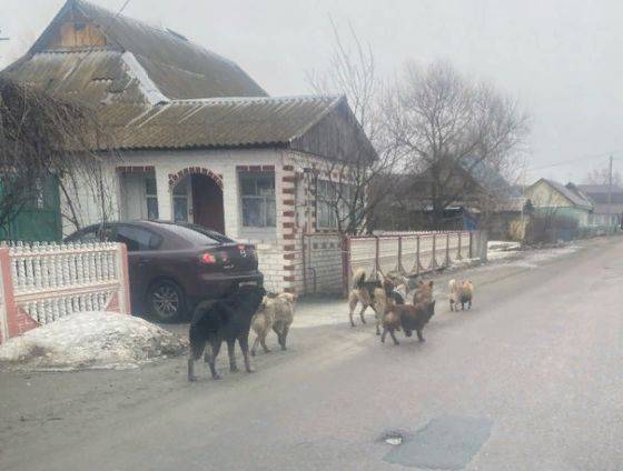 Брянский поселок Большое Полпино захватила стая агрессивных собак