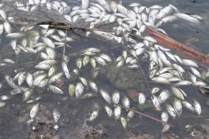 Суземские чиновники обвинили летнюю засуху в гибели рыбы