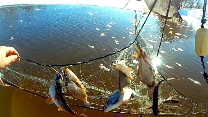 Двое брянцев сетями выловили 75 рыб в период нереста