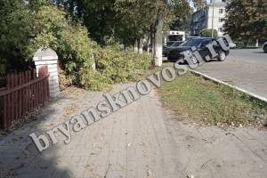 В Новозыбкове возле филиала БГУ на тротуар рухнуло дерево 