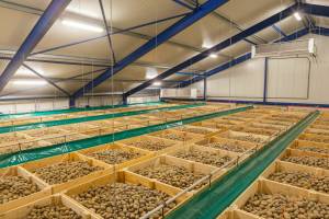 В Брянской области построят картофелехранилище на 3 тысячи тонн