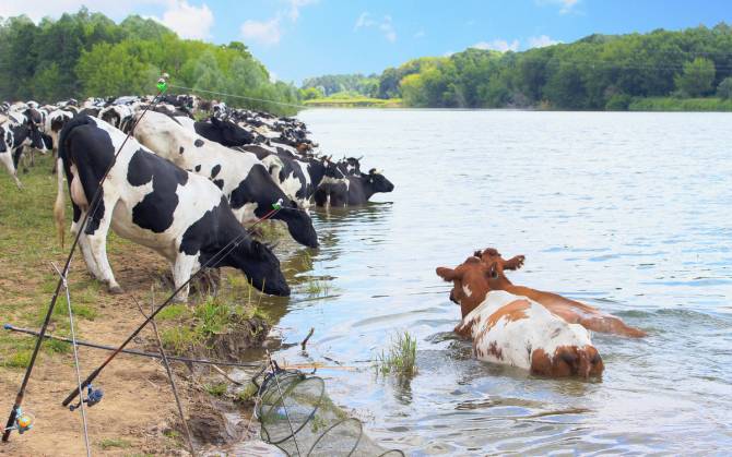 В Погаре пляж «Три сосны» атаковали коровы