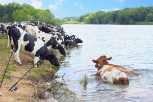 В Погаре пляж «Три сосны» атаковали коровы