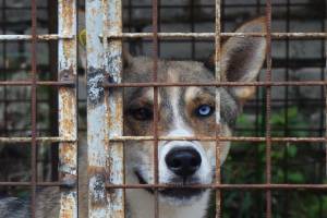 Международный день собак в Брянске отметили вниманием к бездомным псам