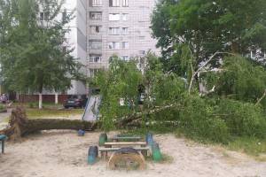 В Брянске на Орловской дерево рухнуло на детскую площадку