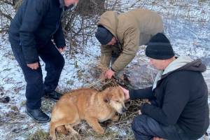 В Унече рыбаки спасли собаку от жуткой смерти