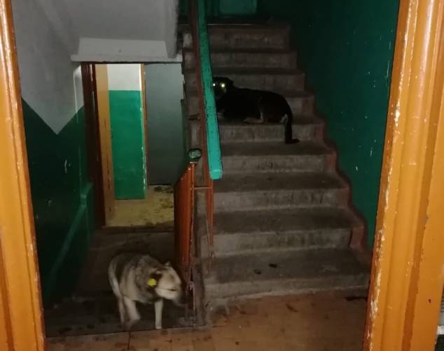 В Брянске бездомные псы оккупировали подъезд многоэтажки на улице Почтовой