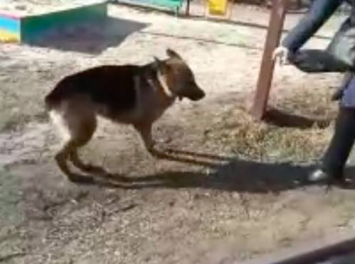 В брянском посёлке Белые Берега собака напала на школьников