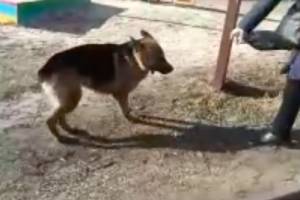 В брянском посёлке Белые Берега собака напала на школьников