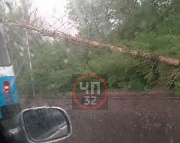 В Брянске возле «Речного» ураган повалил дерево на троллейбусные провода