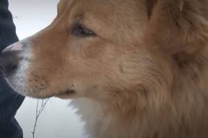 Измученному юными брянскими живодерами псу нашли хозяйку