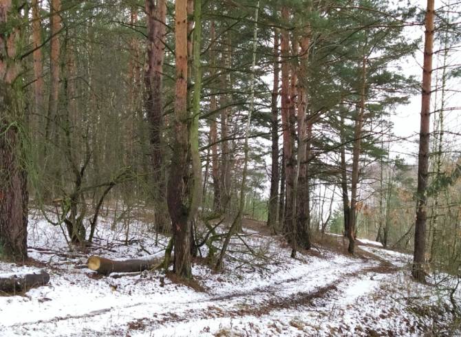 Брянский чиновник оформил в собственность лес в Мичуринском