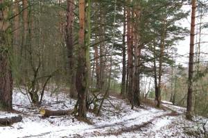 Брянский чиновник оформил в собственность лес в Мичуринском