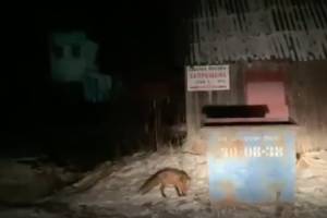 В брянском посёлке Белые Берега сняли на видео неадекватную лису