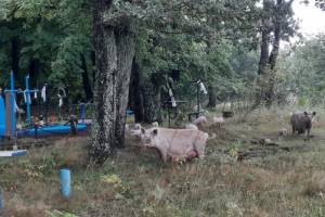 Под Клинцами свинюшки устроили раскопки на кладбище