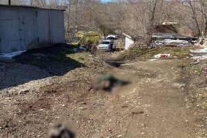 Стая бездомных собак загрызла 9-летнего мальчика