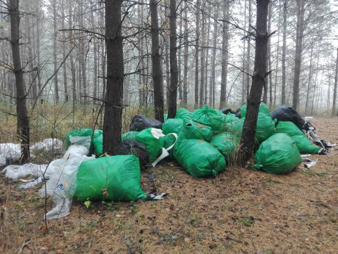 В лесу за Фосфоритным заводом в Брянске появилась мусорная свалка