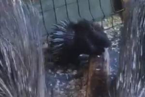 В Брянском зоопарке у дикобразов появился малыш