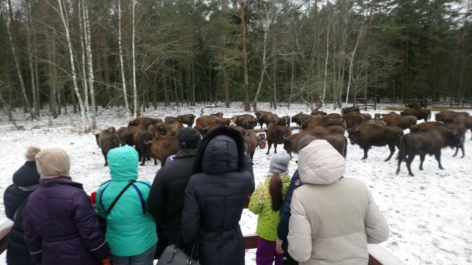 За зиму почти 700 человек посетили заповедник «Брянский лес»