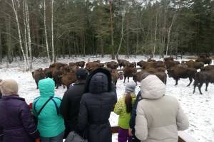 За зиму почти 700 человек посетили заповедник «Брянский лес»