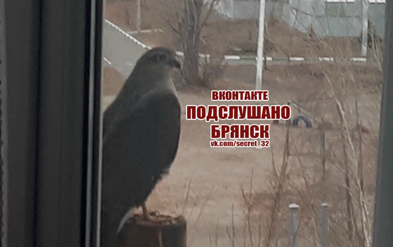 Мальчик и птица брянск. Городские птицы брянска. птичек в городе брянске. сокол сел на окно.