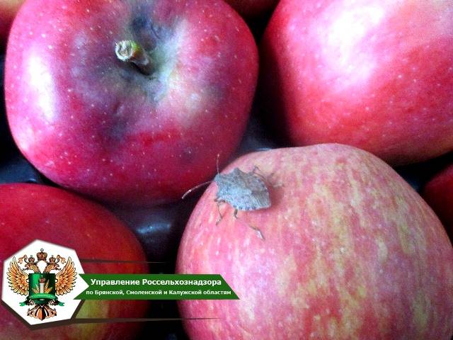 В Брянской области остановили зараженную партию яблок