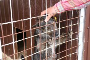 В Брянске более 100 собак из приюта нашли хозяев