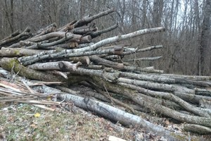Брянского чиновника наказали за складирование древесины