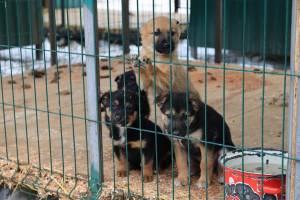В Брянске около 120 собак из приюта нашли новых хозяев