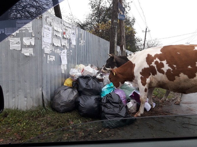 В Брянске заметили питающихся мусором коров