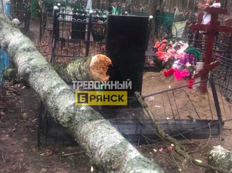 В Брянске на бежицком кладбище на могилы рухнуло дерево