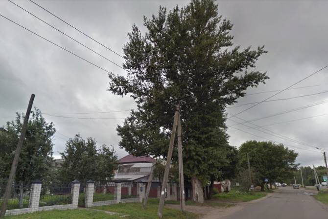 В Брянске больше года не могут добиться уборки опасного дерева
