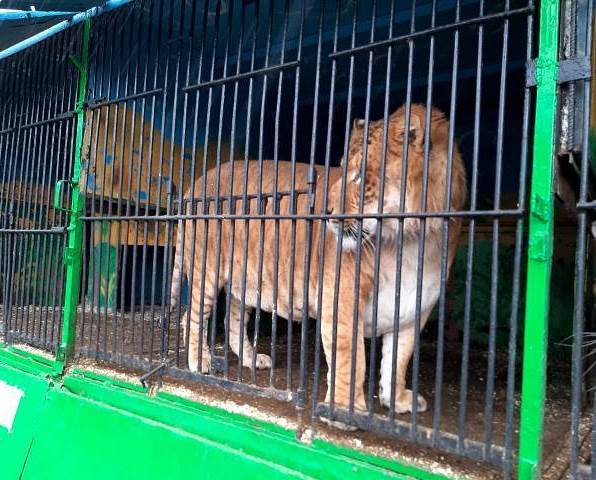 В Карачеве обитателям передвижного зоопарка грозит голодная смерть