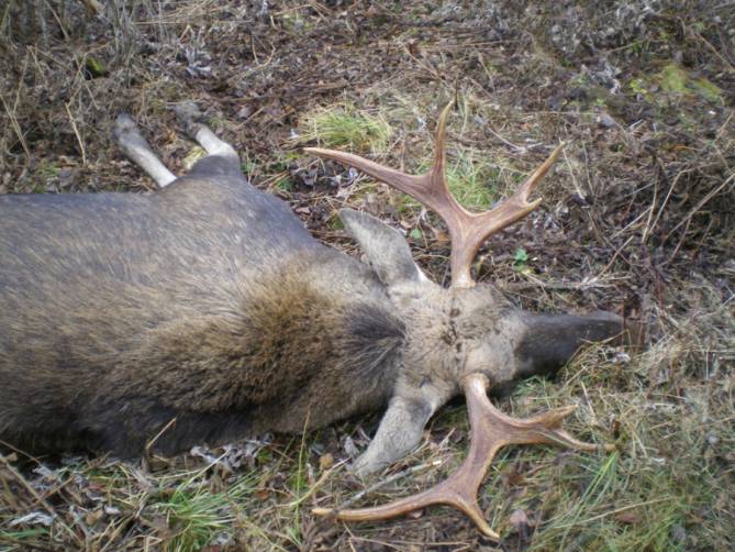 В лесу под Новозыбковом егерь нашел мертвого лося