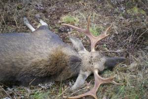 В лесу под Новозыбковом егерь нашел мертвого лося