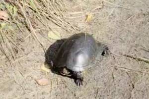 В Брянске рядом с мусорным полигоном нашли краснокнижную черепаху