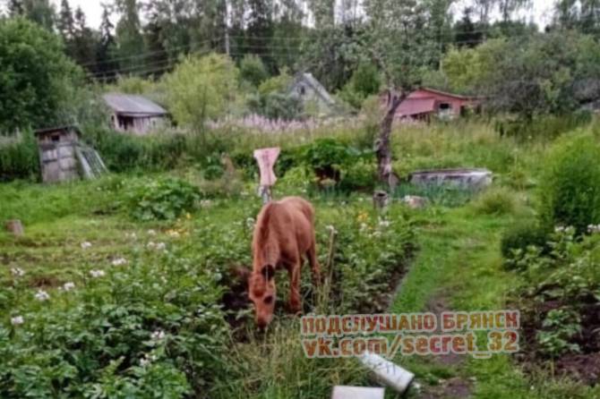 В брянском поселке Навля сняли на фото лося в огороде
