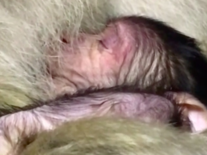 В брянском зоопарке у семьи обезьян появился малыш