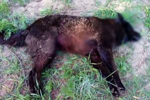 В Брянске во дворе многоэтажки жестоко убили собаку